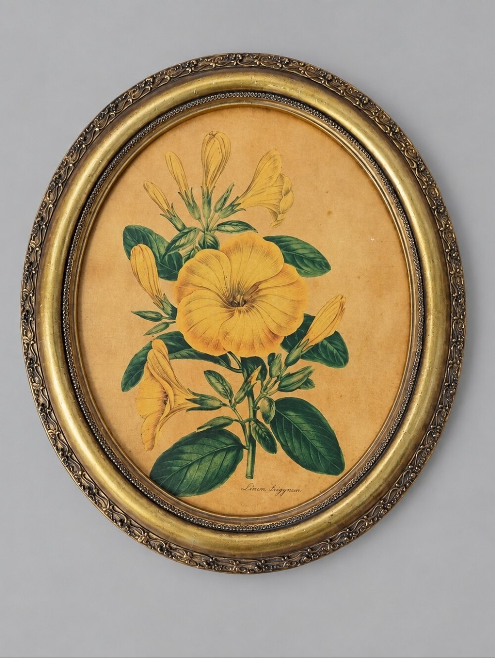 Vintage Mid Century Oval Wood Framed Botanical Print Linum Trigynum Yellow Flax